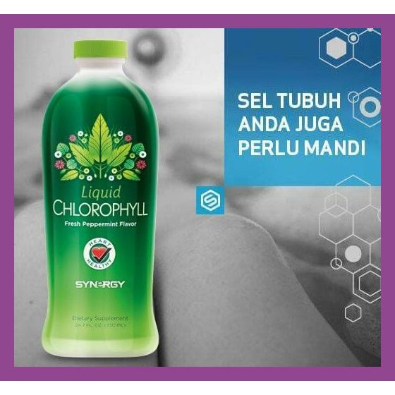 OBAT GANGGUAN LIVER / HATI Chlorophyll Plus Synergy