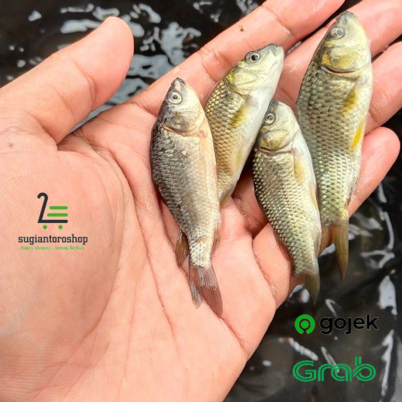 Jual Bibit Ikan Mas Konsumsi Shopee Indonesia