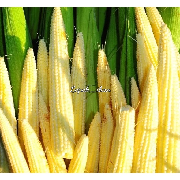 

Putren Jagung Putren Segar Dan BERGARANSI