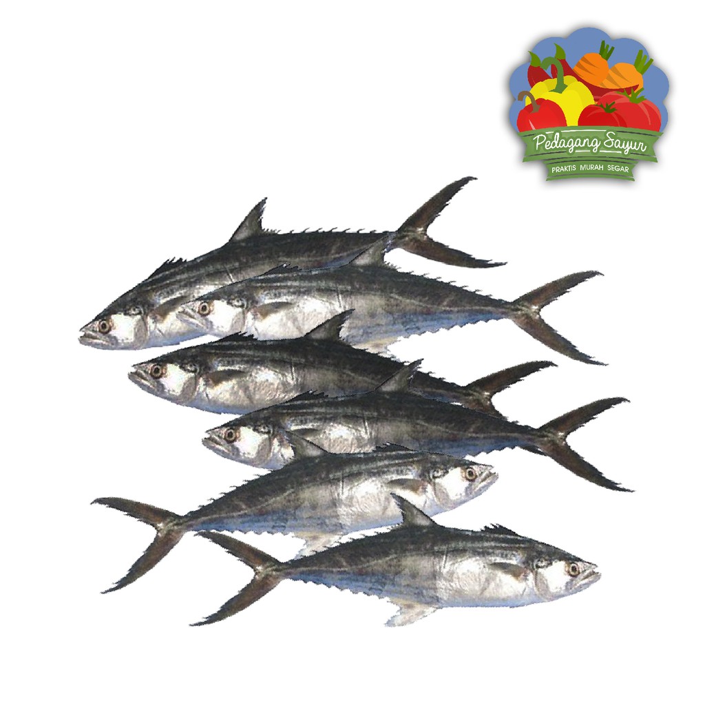 

Ikan Tengiri Segar Potongan - 500 Gram