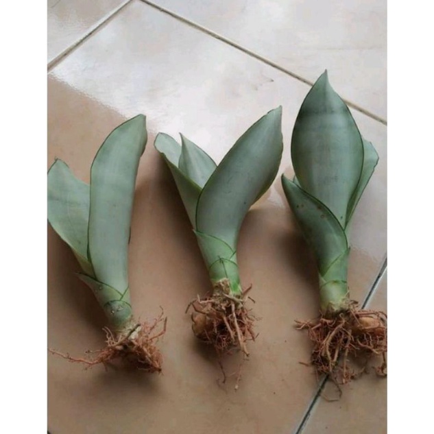 Tanaman Hias Sanseviera Moonshine Atau Lidah Mertua Putih