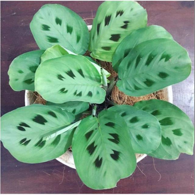 Jual Tanaman Hias Chalatea Levonero Shopee Indonesia
