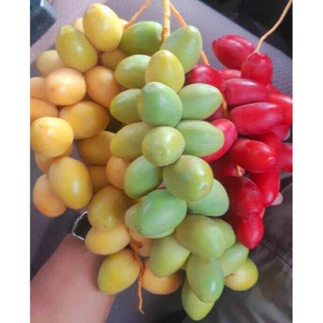 

KURMA MUDA SEGAR 3 WARNA (MERAH, KUNING, HIJAU)