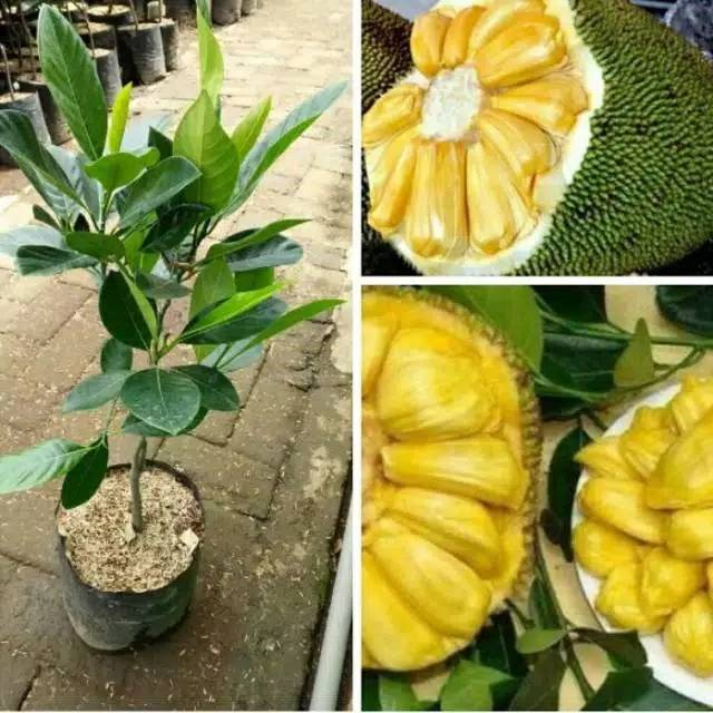 Bibit nangka madu stek okulasi dengan induaan sudah berbuah [Bibit Berkualitas Unggul]