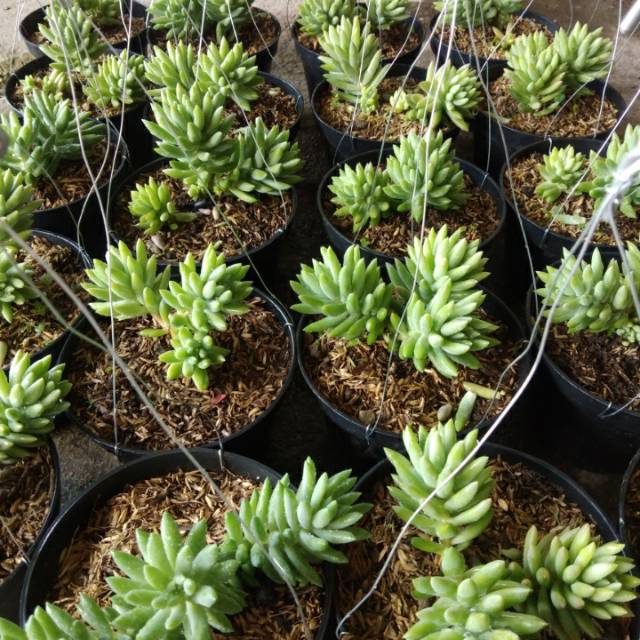 bunga air mata ibu jenis besar