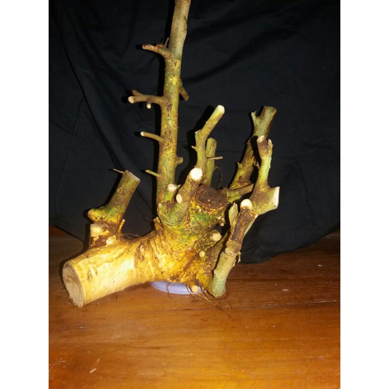 bahan bonsai serut dongkelan terbaru
