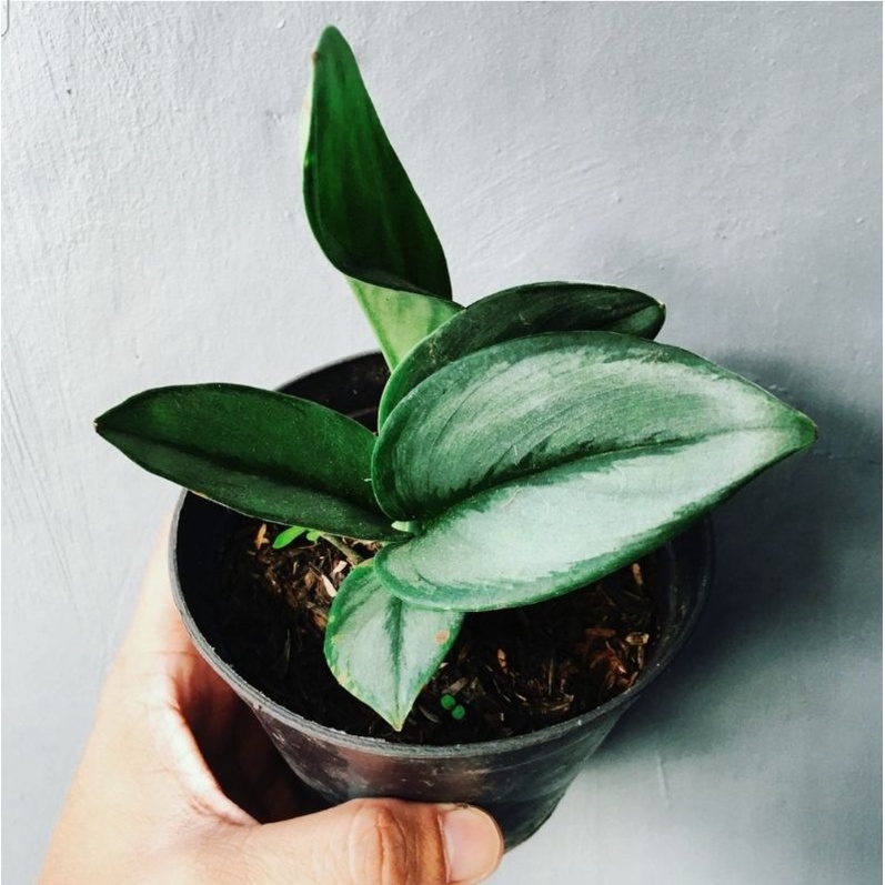 tanaman hias scindapsus moonlight