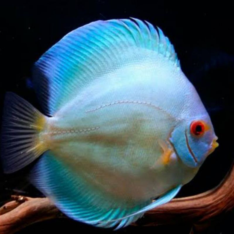 

ikan discus blue diamond 3inc