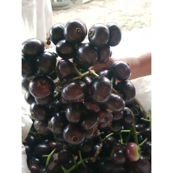 

BUAH GOWOK/KUPA SEGAR