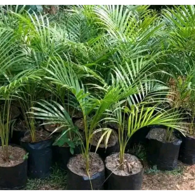 tanaman hias palem kuning tinggi 1 meter