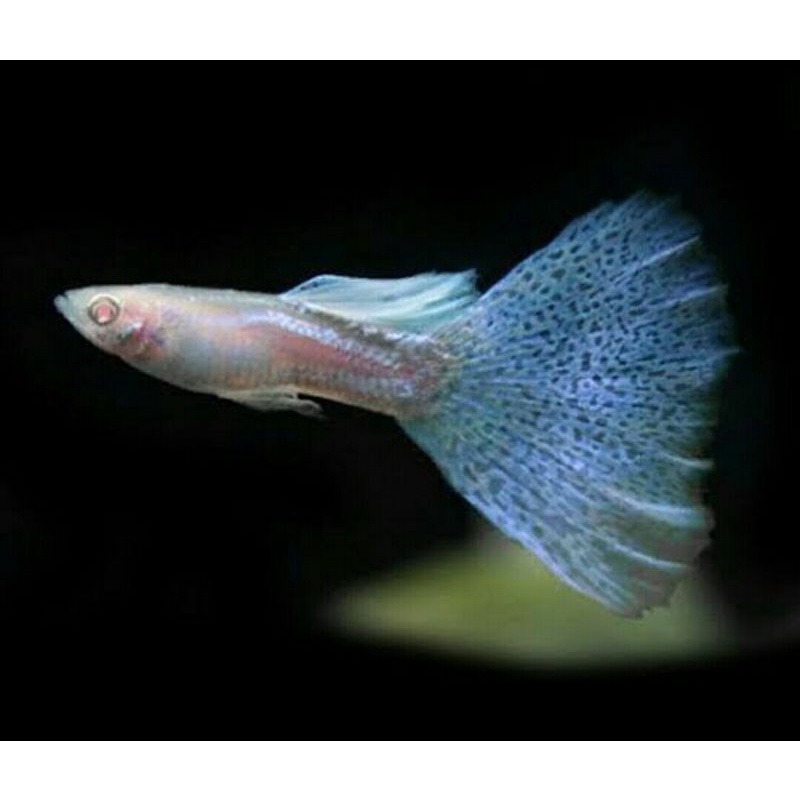 ikan hias guppy albino blue grass