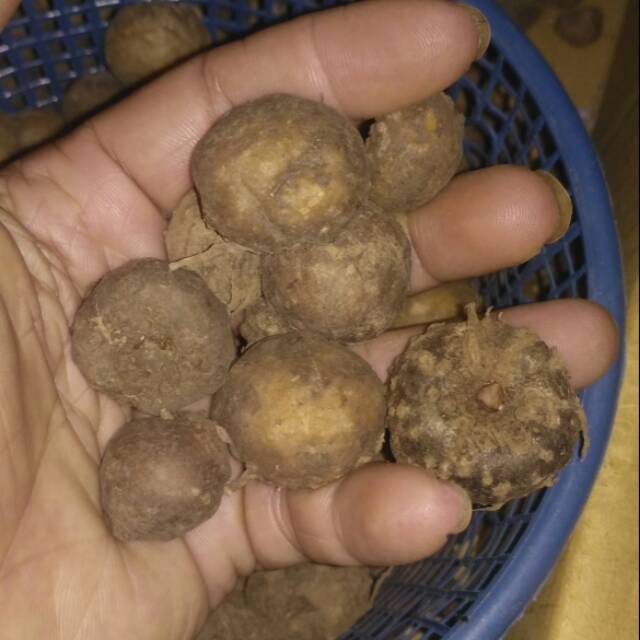 Bibit umbi porang murah isi 5 - 10 biji 100 gr
