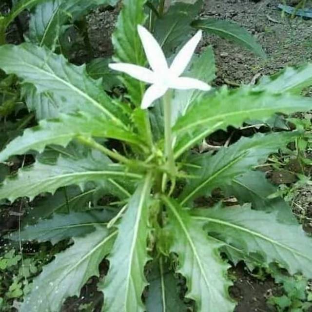 

Daun kitolot atau kikorejat 1kg