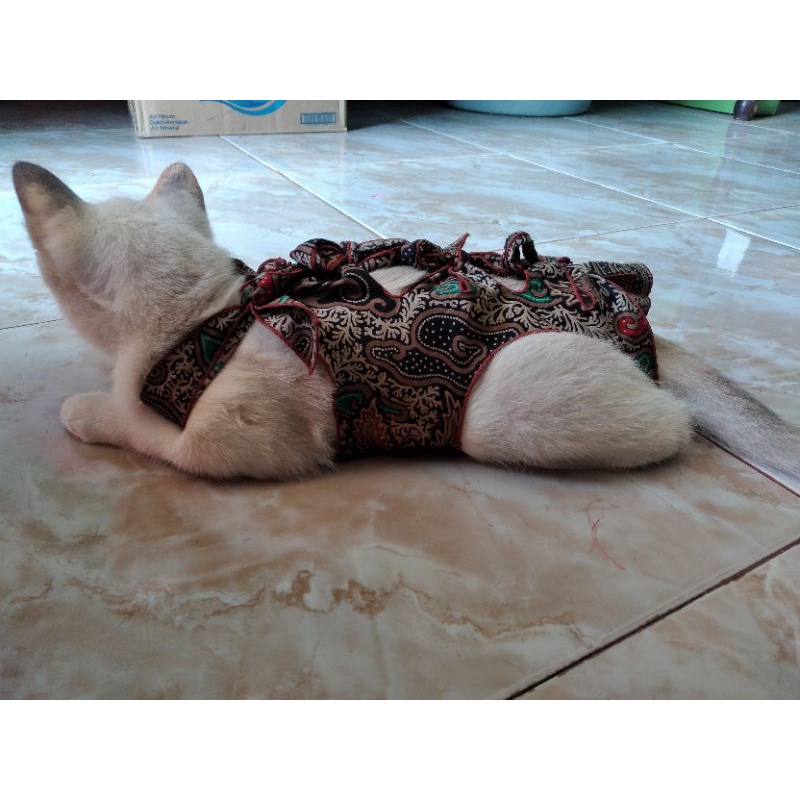 gurita pasca operasi kucing kecil