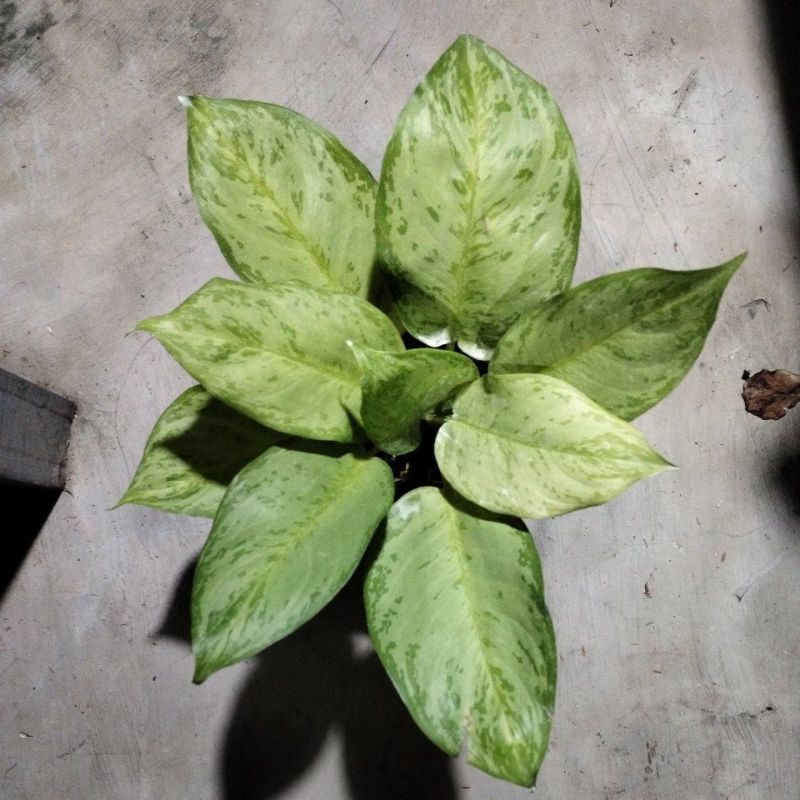 aglonema silver queen