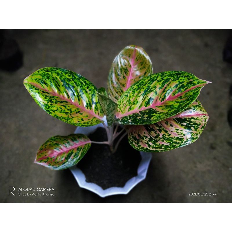 Aglonema big Papa indukan