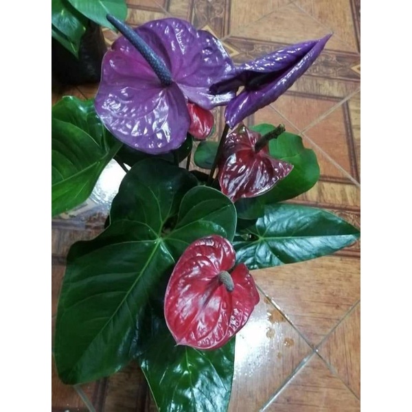 TANAMAN HIAS ANTHURIUM MICKEY MOUSE RED MAGENTA