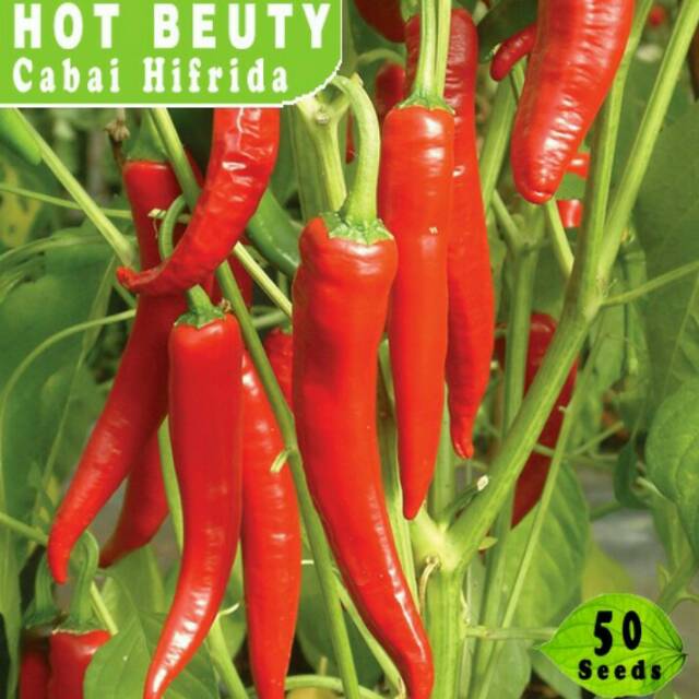 

50 seeds - Hot Beuty Cabai Pedas