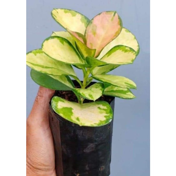 tanaman hias Hoya cornosa varigata - tanaman hias hoya cornosa varigata