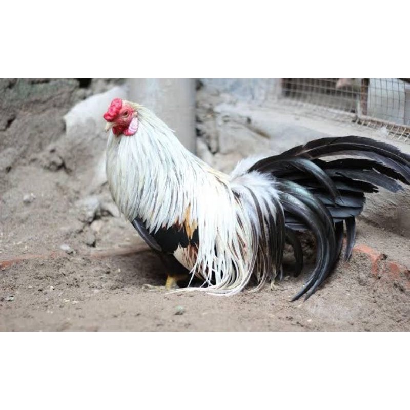 

TELUR AYAM HIAS GA TRE THAN CHAU FERTIL UNTUK DITETASKAN