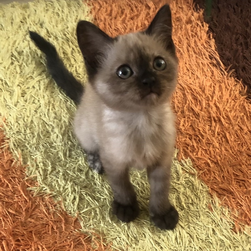 Anak Kucing kitten Persia Himalaya Shorthair Coklat Brown Cat