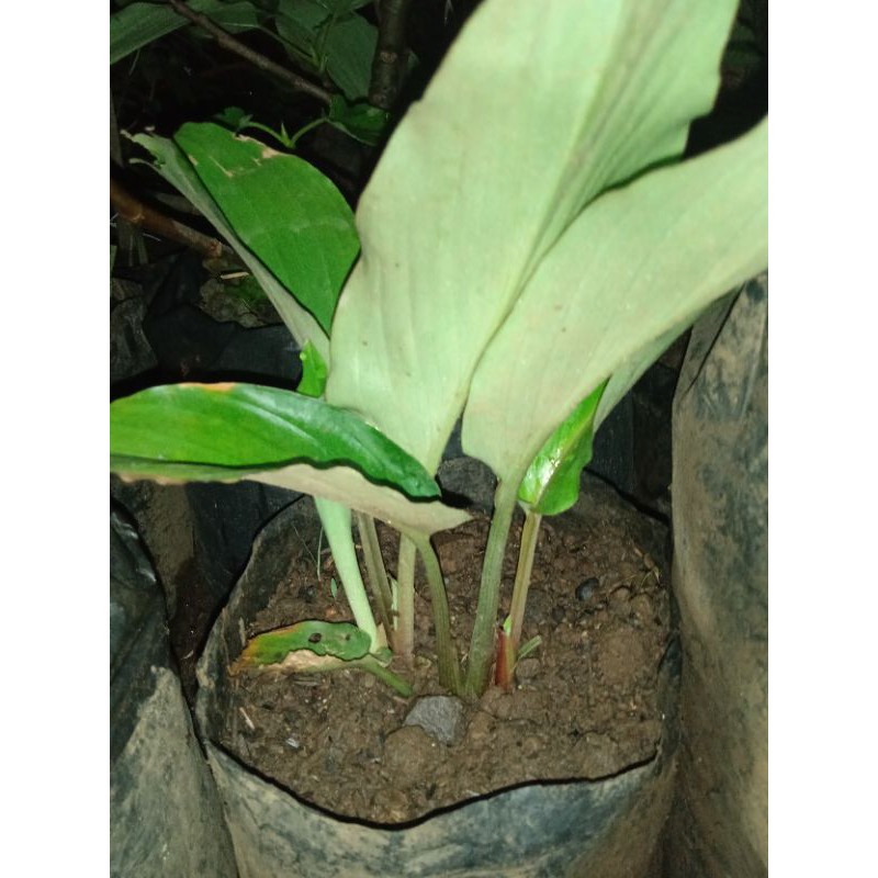 Bibit kunyit hitam asli