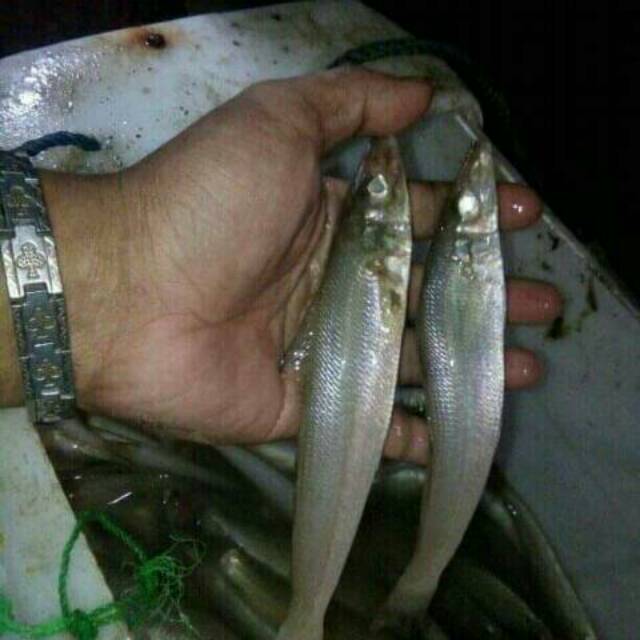 IKAN KACA PIRING || IKAN REJUNG