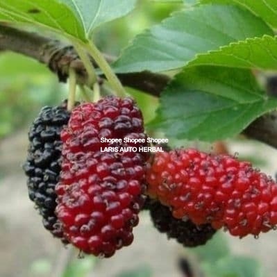 tanaman bibit buah murbei (sudah berbuah)