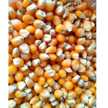 

[PRODUK JP6HS] Popcorn Mentah Mushroom 1Kg Jumbo Mushroom Kiloan Popcorn Bulat Jamur 1 Kg Popcorn Mushroom 1 Kg DB7