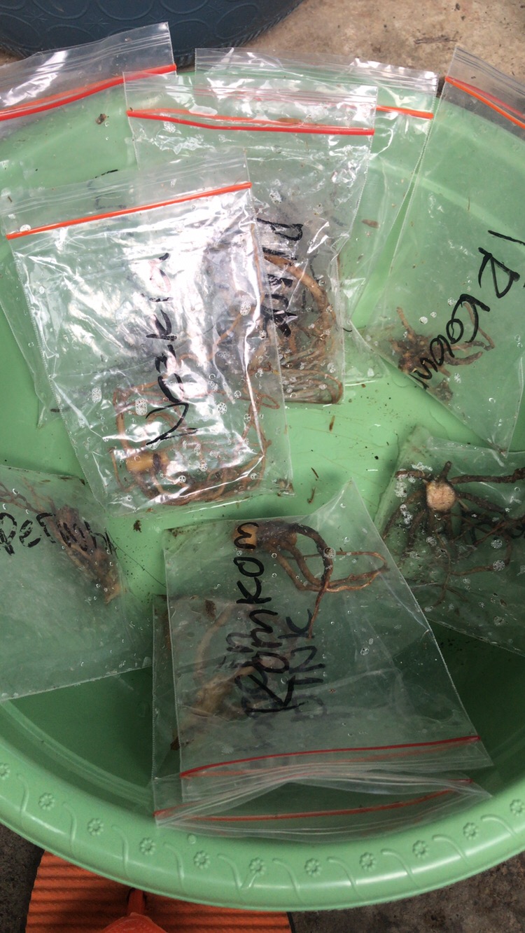 Promo 3 Paket Bonggol Aglonema.  ,golden Love,lotus Delight,khocin Pink