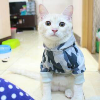  Kaos  jumper army motif  terbaru untuk kucing dan anjing  