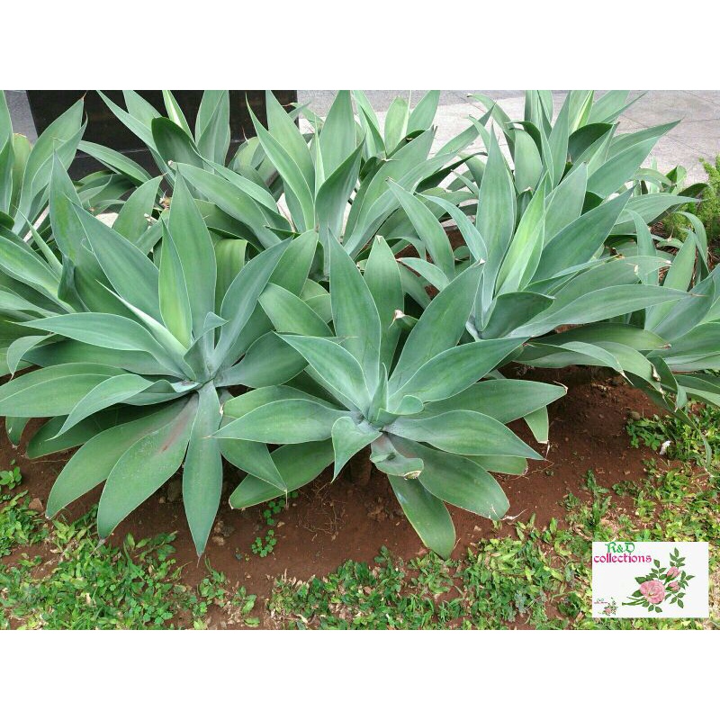 tanaman hias siklok hijau tanaman siklok