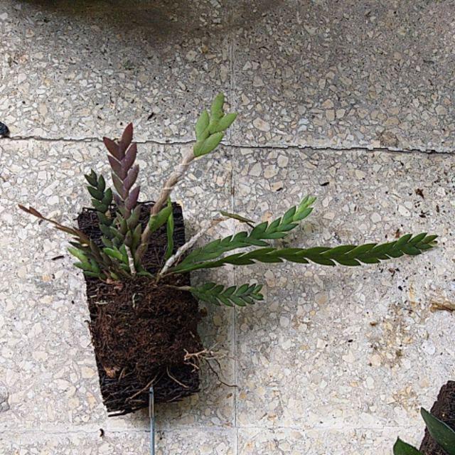 Dendrobium Leonis / Anggrek Lipan