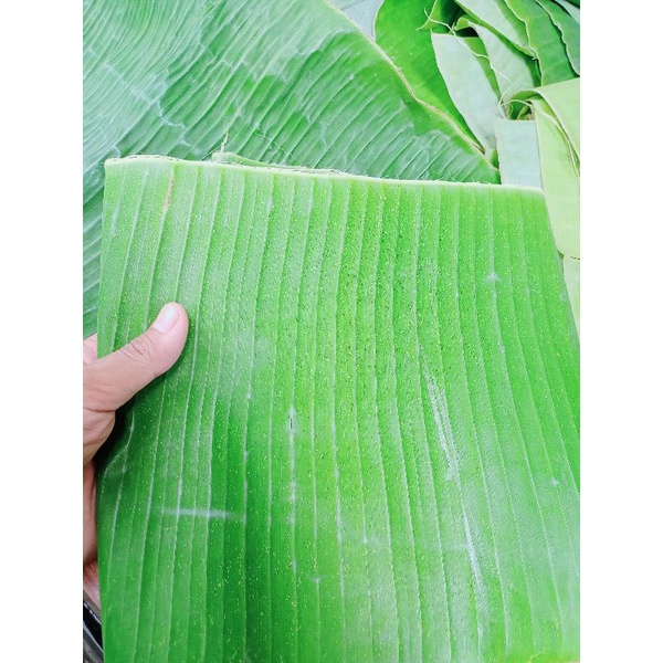 

Daun Pisang Segar langsung dari pohonnya, per Ikat 250 g.