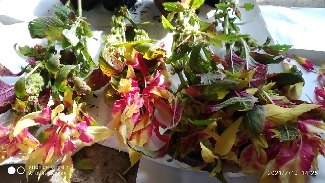 Tanaman Hias Bunga Amaranthus Tricolor