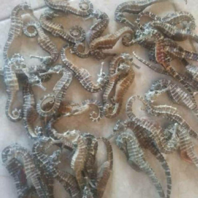 kuda laut kering asli 100gram