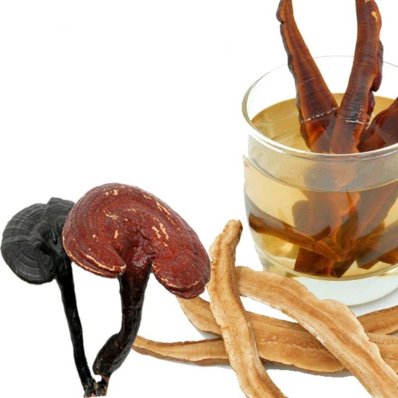 Lingzhi Tea : Lingzhi Reishi Ganoderma Lucidum Herbal Tea