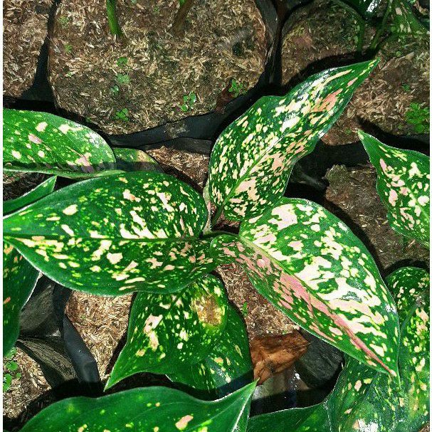 Tanaman Aglonema Ruby ciangmay / ruby orange