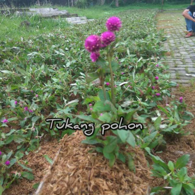 Tanaman hias bunga kancil, bunga kuntul