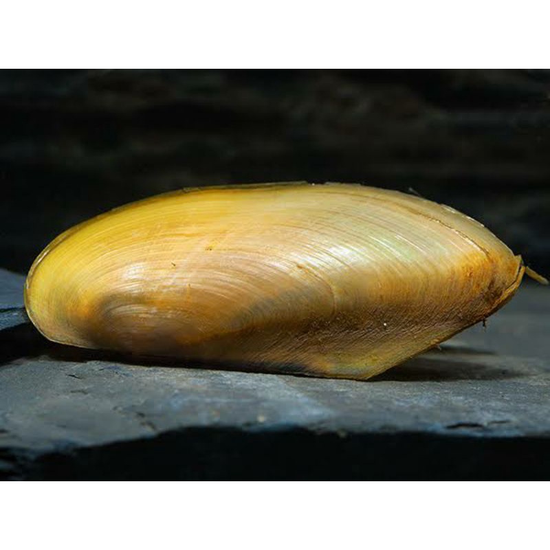 

kerang kiji (air tawar )