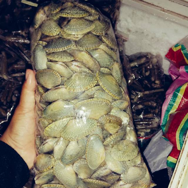 

Kerang batik