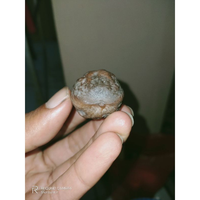 Muncang Adu Jenis Jalim