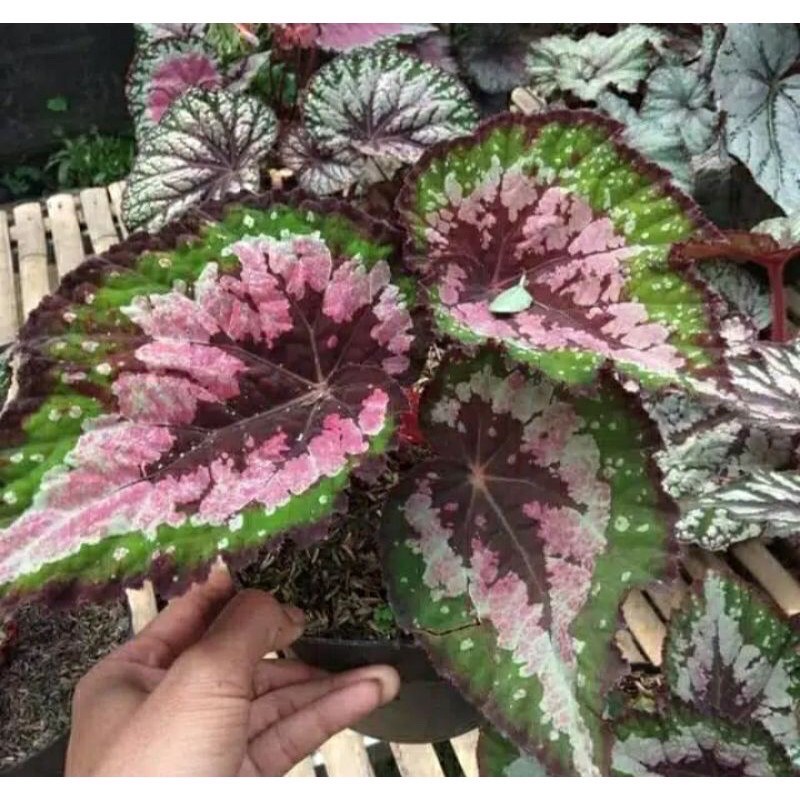 BEGONIA REX MERAH