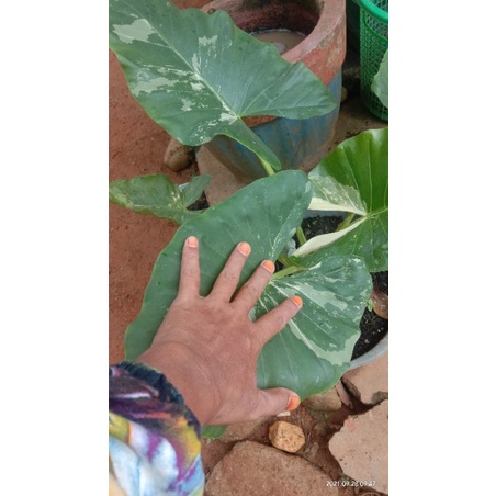 keladi varigata sente