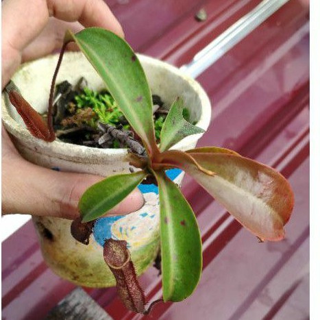 Nepenthes / kantong semar northiana x boschiana