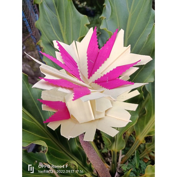 sampian peras / Pusung ental