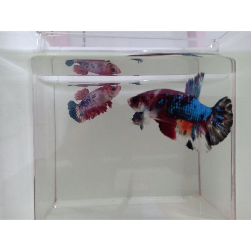 Cupang Jantan Nemo Cooper Bonus Female