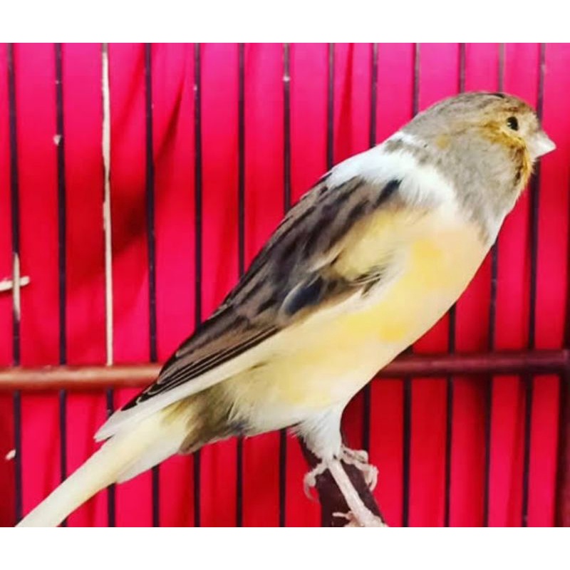 KENARI  F1 SUPER USIA 2 BULAN