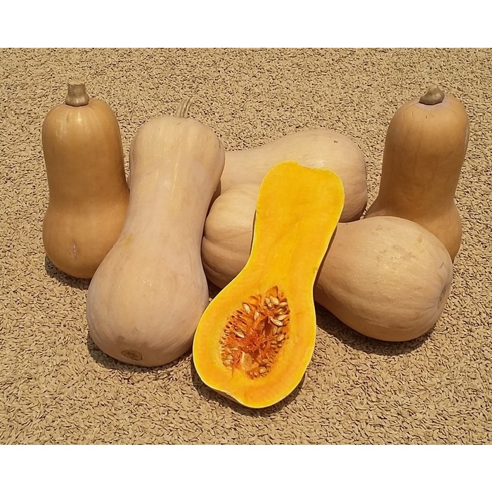 paket isi 1 Biji Benih Pumpkin Butternut Squash Cucurbita moschata Labu Madu