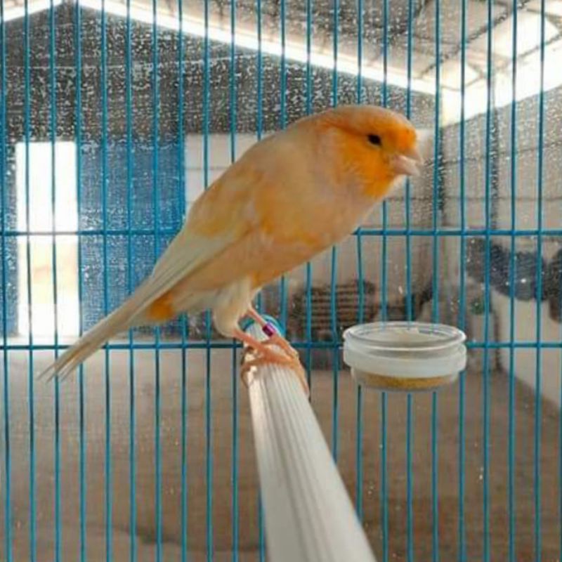 burung kenari loper orange sunkis gacor